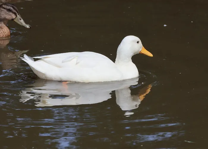Casa vacanze Ramson Saltburn-by-the-Sea