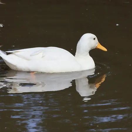 Feriehus Ramson Saltburn-by-the-Sea